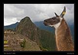 Machu Piccu 075